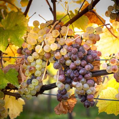 Vignobles Côtes de Duras