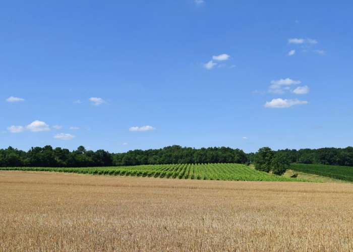 autour-duras-domaine-de-laulan--86--2.jpg