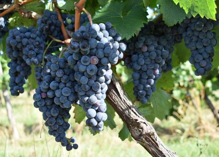 domaine-amblard-aout2020--6-.jpg