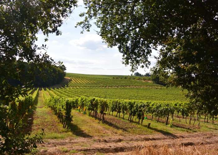 domaine-amblard-vignes-2016.jpg