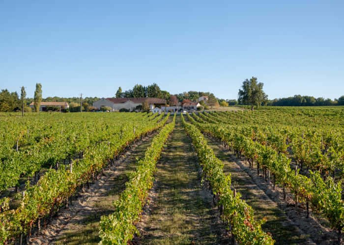 domaine-grand-mayne-2024--14-.png
