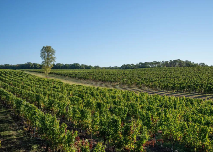domaine-grand-mayne-2024--4-.png