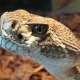 zoo-de-mescoules--7-.jpg