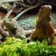 zoo-de-mescoules--8-.jpg