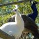 zoo-de-mescoules--9-.jpg