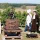 ban-des-vendanges-cotes-de-duras-2014--12-.jpg