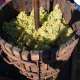 ban-des-vendanges-cotes-de-duras-2014--17-.jpg