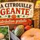 citrouille-geante.hautjpg.jpg