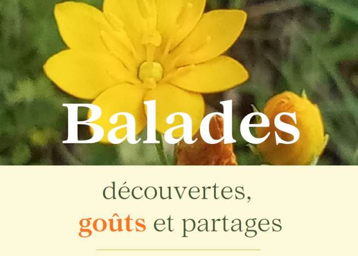 image de Séjour découverte et cuisine des plantes sauvages