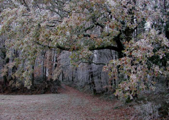 image de Saint-Léger, entre bois, vignes et vergers de pruniers