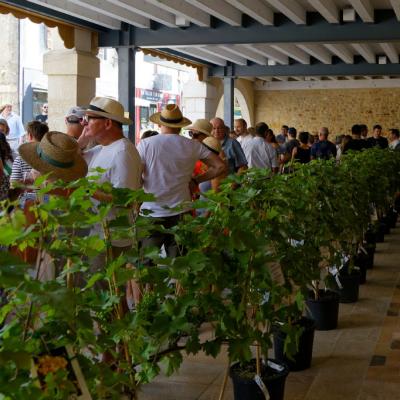 Fête Vin Côtes Duras 2025