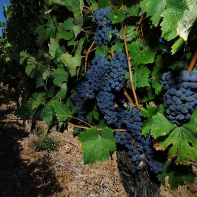 Vignobles Côtes de Duras